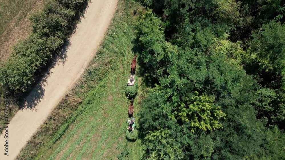 Farmers on horse-drawn sleds carrying freshly cut hay along a path between a field and a forest. Traditional agricultural methods
