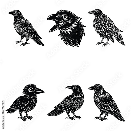 Raven Bird Silhouette Illustration on White Background