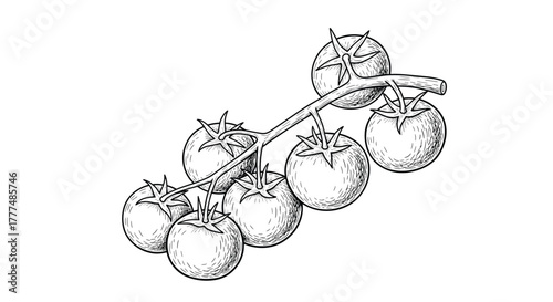 A hand-drawn vintage illustration depicting a bunch of fresh cherry tomatoes on the vine, perfect for culinary and agricultural themes.