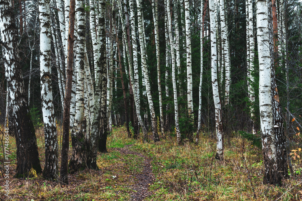 Obraz premium Tree trunks in the autumn forest