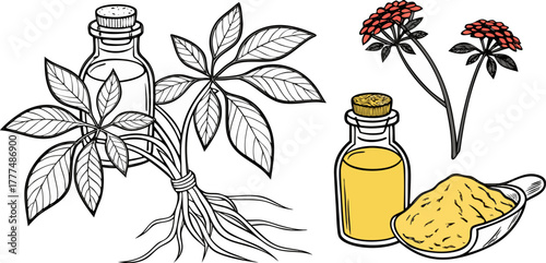 A stylized illustration showcasing various representations of ginseng. Two jars with cork stoppers each house a ginseng root, one is black and white, the other a warm, golden hue. A complete ginseng p