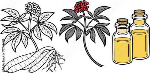 A stylized illustration showcasing various representations of ginseng. Two jars with cork stoppers each house a ginseng root, one is black and white, the other a warm, golden hue. A complete ginseng p