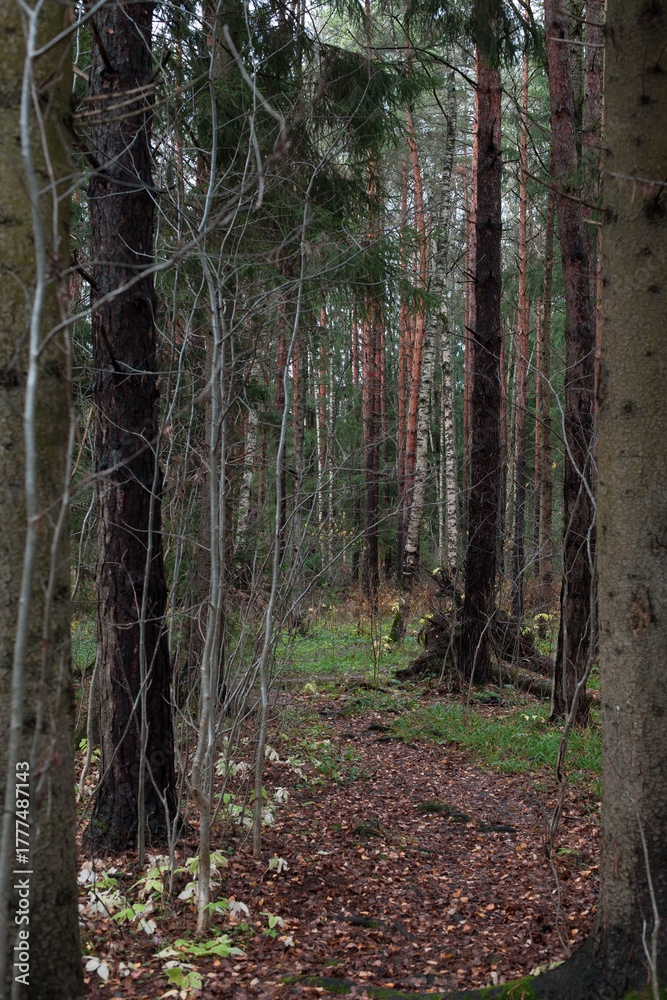 Fototapeta premium Tree trunks in the autumn forest