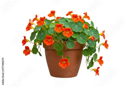 Photography Isolated nasturtium plant, vibrant orange flowers and green foliage, in terracot