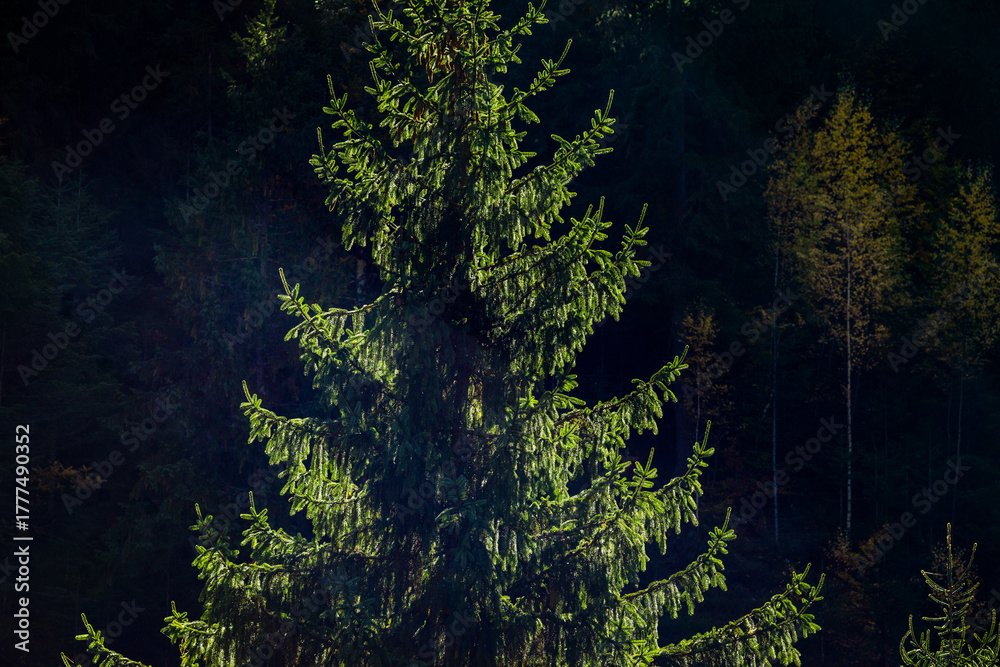 Obraz premium amazing autumn landscape with colorful trees