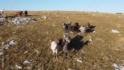 A group of wild horses grazing grass on a mountain. Free horses in nature. Herd of wild horses, aerial drone view. 