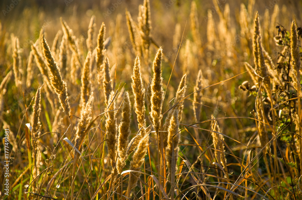 Obraz premium Golden Hour Backlighting on Tall Wild Grass Seed Heads in a Sun-Drenched Meadow