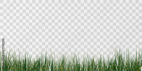 Green Grass border isolated on transparent background, vector illustration. Realistic green seamless grass,lawn. 