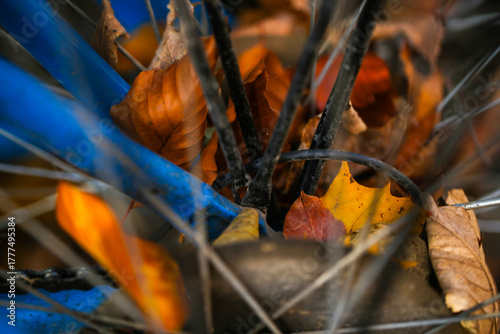 automn leaves caugt in bicycle spoke