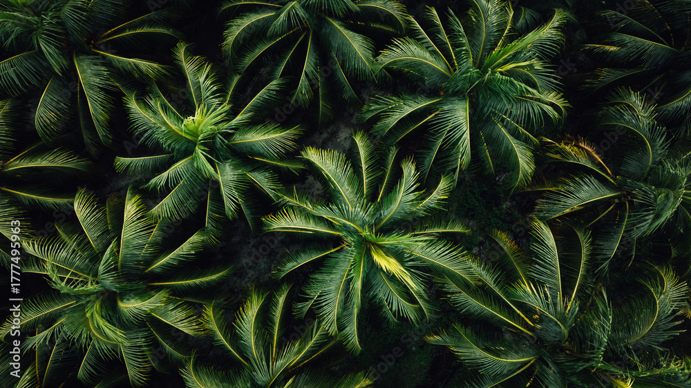 Fototapeta premium Aerial view of coconut trees field