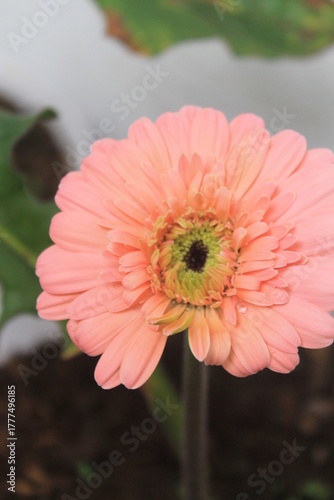 Gerbera flower in white pot
