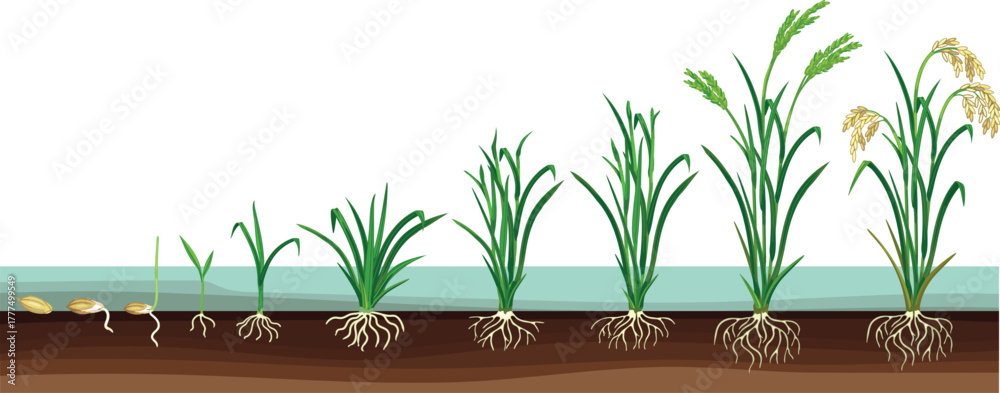 Naklejka premium Life cycle of rice plant (Oryza sativa) with root system isolated on white background. Growth stages from planting seed and sprout to harvesting 