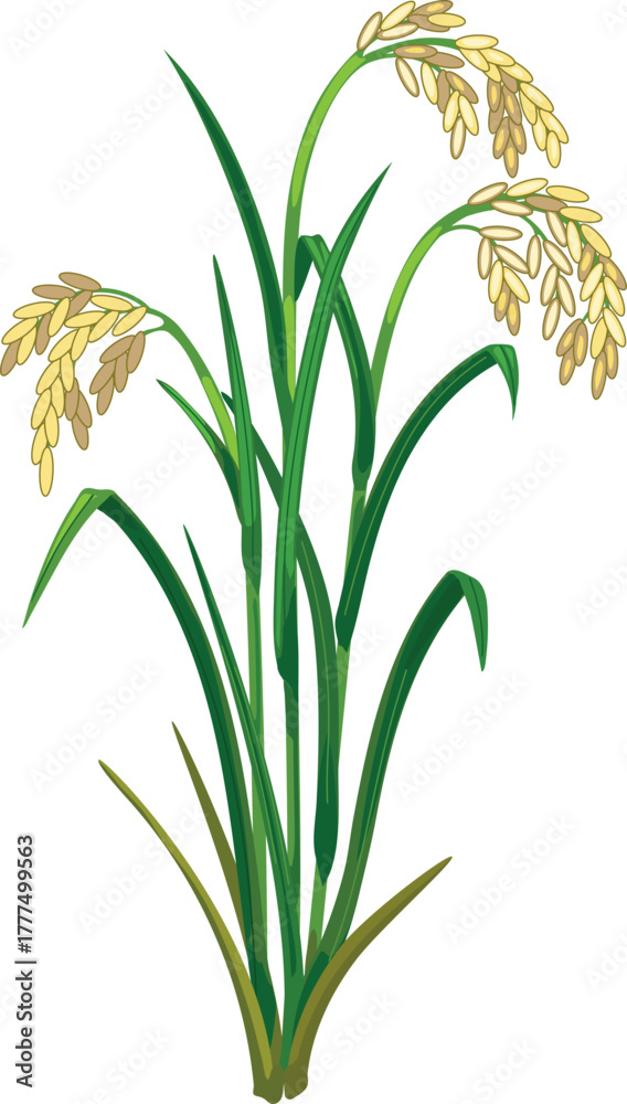 Fototapeta premium Mature rice plant (Oryza sativa) isolated on white background