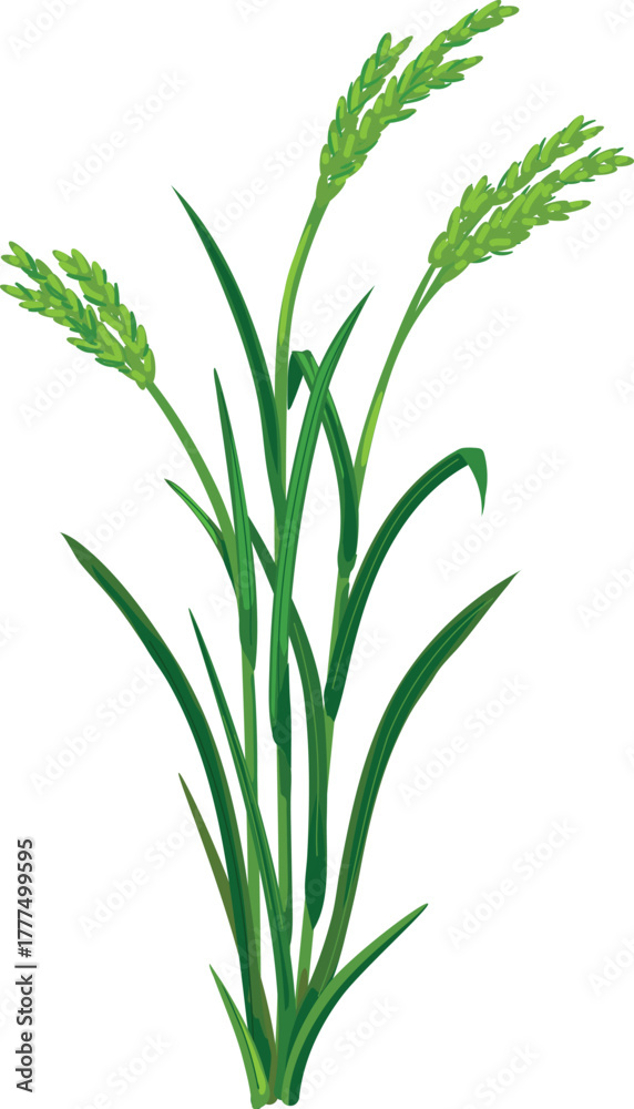 Fototapeta premium Flowering rice plant (Oryza sativa) isolated on white background