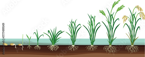 Life cycle of rice plant (Oryza sativa) with root system isolated on white background. Growth stages from planting seed and sprout to harvesting	