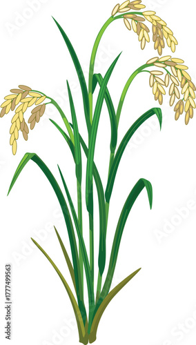 Mature rice plant (Oryza sativa) isolated on white background