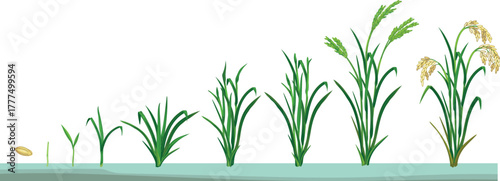Life cycle of rice plant (Oryza sativa) isolated on white background. Growth stages from planting seed and sprout to harvesting	