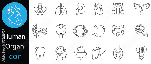 Human organs anatomy icon set. Thyroid, lungs, stomach, heart, Brain, Lungs, Liver, Stomach, Kidney, Uterus, and Other Organs line icons. Vector illustration.