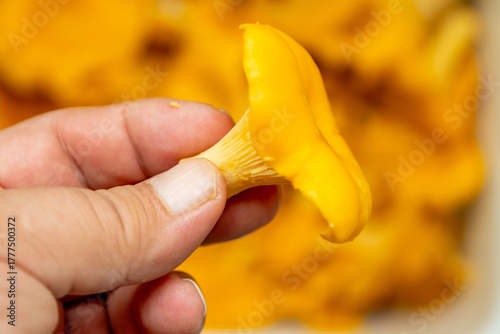Holding a fresh chanterelle mushroom in hand with a blurred background of more mushrooms during a harvest in autumn