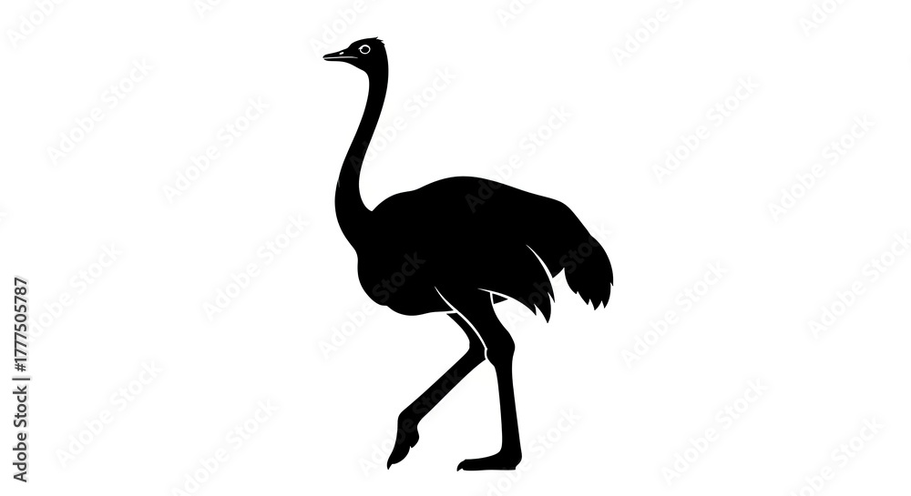 Obraz premium Ostrich silhouette on white background