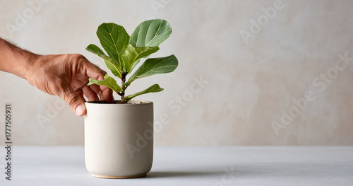 Hand tending to a small green fiddle leaf fig plant in a minimalist beige ceramic pot on a light surface with neutral background