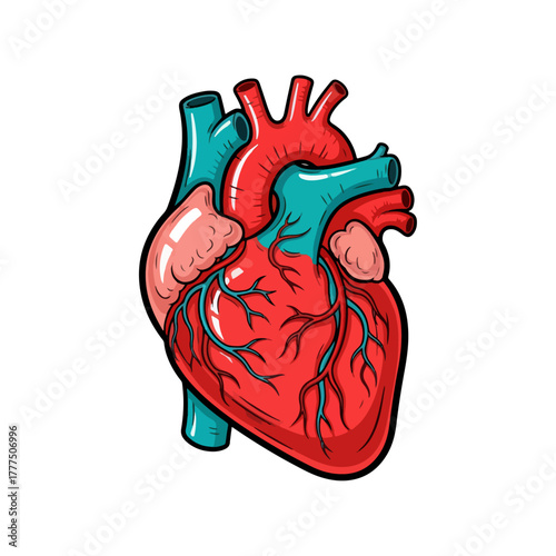 Stylized human heart illustration, intricate anatomical drawing depicting internal structure and vessels