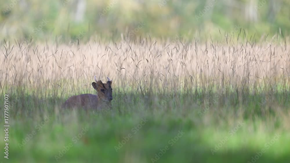 Indian muntjac resting lying among the tall grass on a plain. Muntiacus muntjak, Réserve zoologique de la Haute-Touche, Azay le Ferron, Indre 36, région Centre Val de Loire, France, Europe