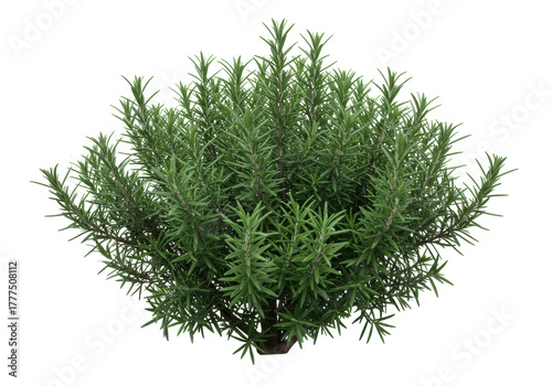 Isolated aromatic rosemary plant, culinary herb, fresh green leaves, Mediterranean cuisine