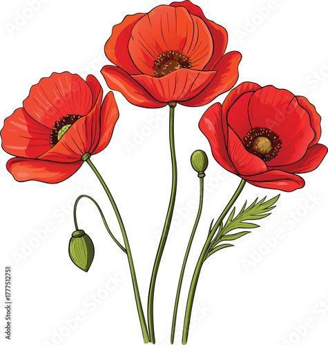 Three vibrant red poppies with buds on white background
