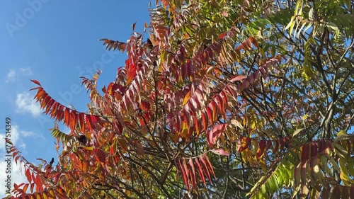 Red leaves of sumac tree in autumn park.