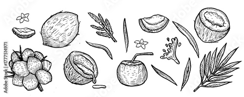 Hand drawn coconut sketch set. Outline vector illustrations of tropical nuts with leaves and flowers. Line art vintage coconuts whole, halves with palm leaves and flowers. Coconut branch and drink.