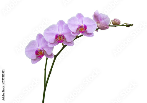 Isolated blooming orchid sprig with beautiful mauve petals and green stems, beauty shot