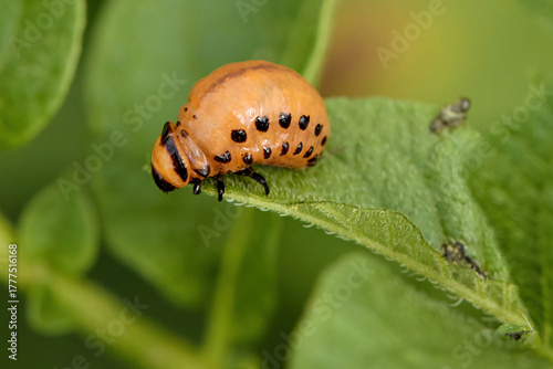 Colorado potato beatle Leptinotarsa decemlineata beetles and larvas on potato leaves