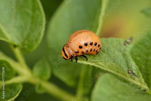 Colorado potato beatle Leptinotarsa decemlineata beetles and larvas on potato leaves