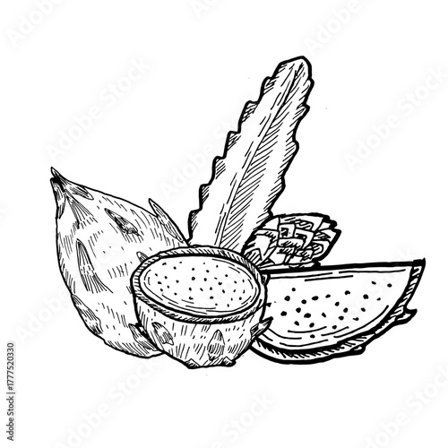 Dragon fruit sketch isolated. Etching drawing of pitahaya. Vintage tropical fruit - for summer design.
