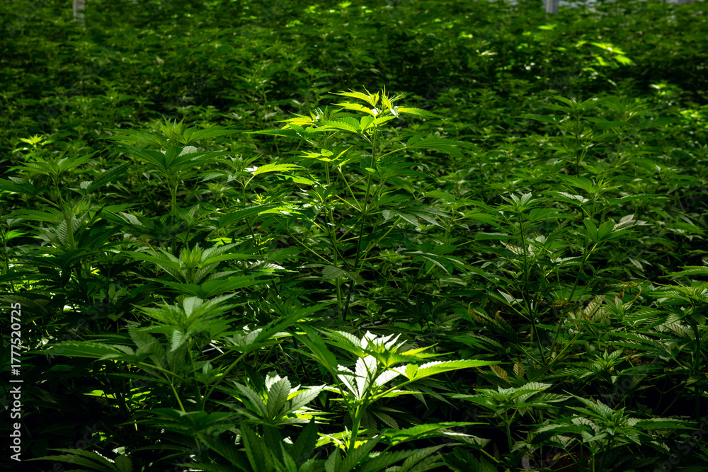 Fototapeta premium Green cannabis leaves in greenhouse