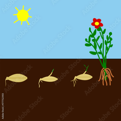 plant growing from seed into a flowering plant business growth process symbolic representation.eps