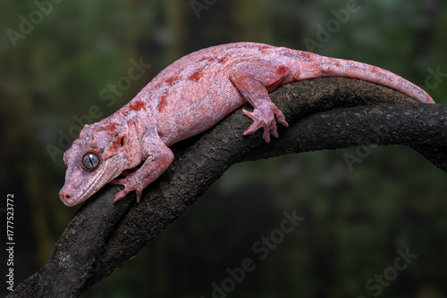 A pale pink Gargoyle gecko (Rhacodactylus auriculatus) resting calmly on a branch. This is a species of gecko native to New Caledonia.