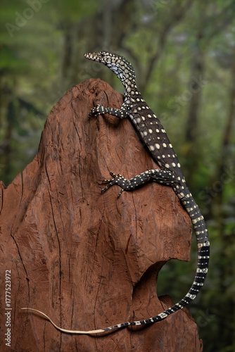 Perentie (Varanus giganteus) is a large monitor lizard native to Australia.