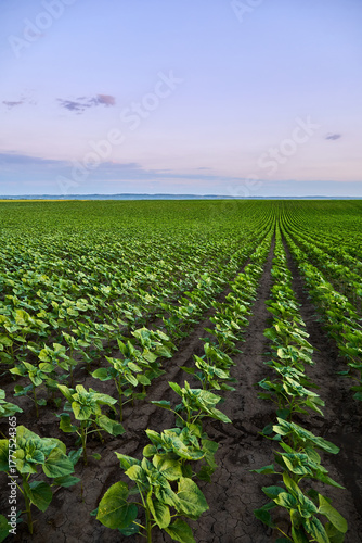 Sunflower seedlings growing in green agricultural field rows