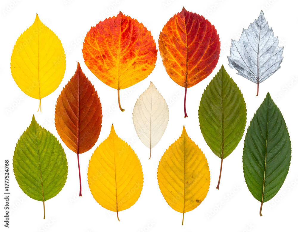 Obraz premium Collection of diverse autumn leaves in a spectrum of colors