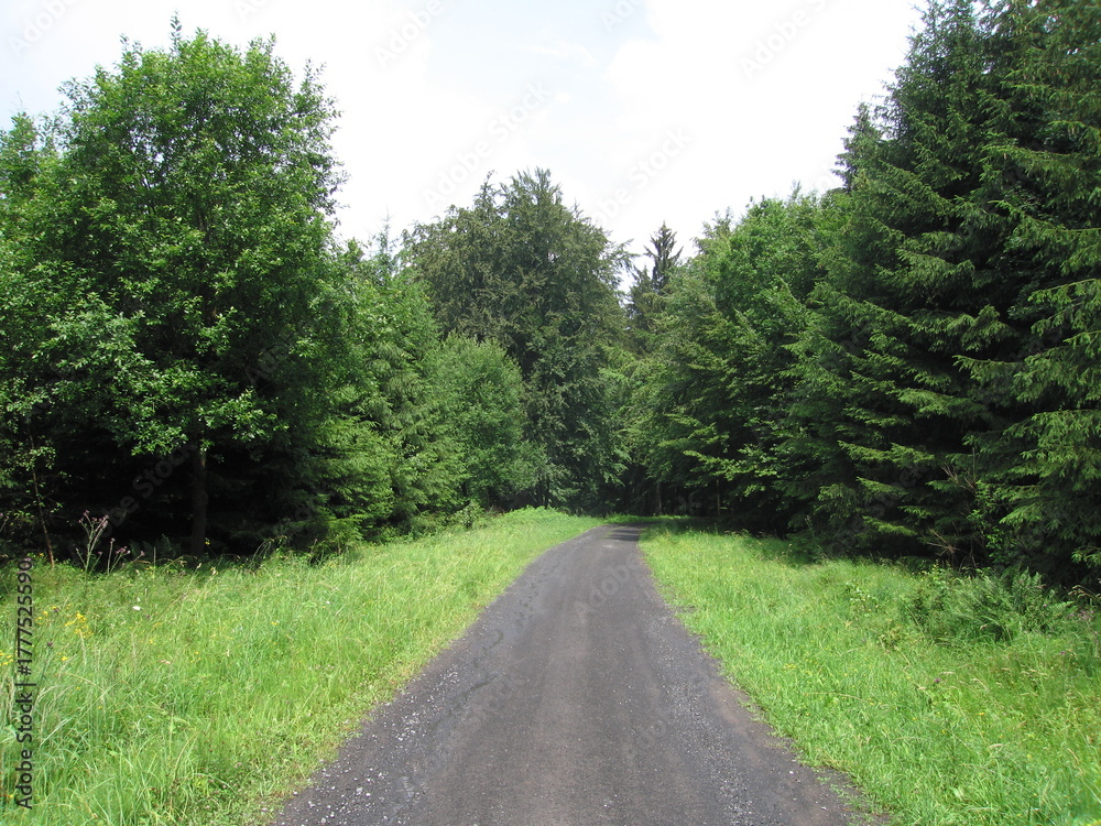 Fototapeta premium Waldweg im Thüringer Wald am Rennsteig-Dolmar-Wanderweg