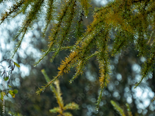 pointes de mélèze avec gouttes de pluie qui brillent à la lumière