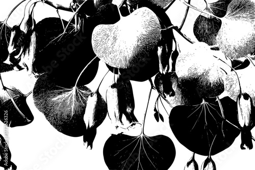 Ephemeral Elegance: Study Contrast - Nature's Whispers | Clean, isolated vector art for creative projects.