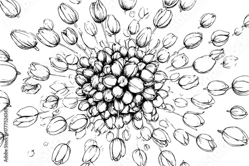 Tulip bulbs sycamore seeds artistic black white depiction | Clean, isolated vector art for creative projects.