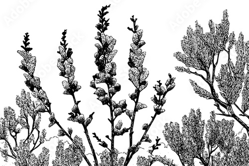 Midsummer's Dream: Whimsical Garden Wildflowers Herbs | Clean, isolated vector art for creative projects.