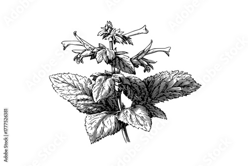 Herbal Haven: Flowery Refuge Borage Clary Sage | Clean, isolated vector art for creative projects.