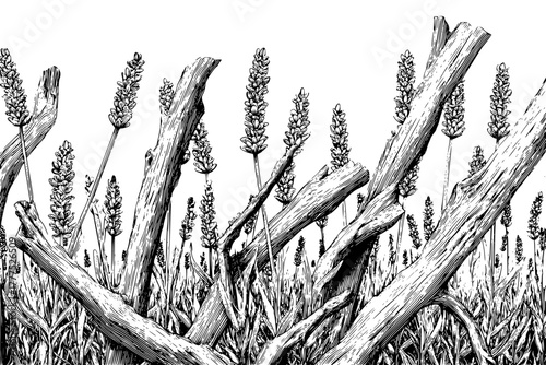 Ethereal Symphony Silhouettes: Monochrome Melody Nature's Whispers | Clean, isolated vector art for creative projects.