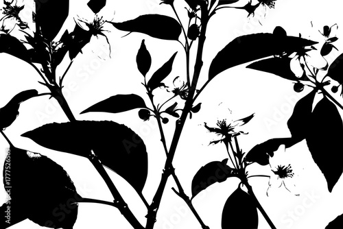 Budding Blossoms Blackberry Bush | Clean, isolated vector art for creative projects.