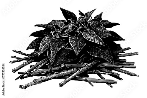 Botanical Bounty: Pile Herbs Roots | Clean, isolated vector art for creative projects.